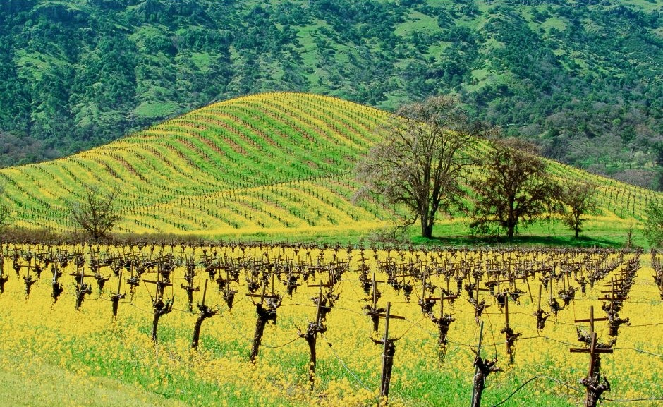 Mustard Season Napa Valley